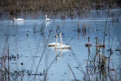 Fondo de pantalla Cisne 4K · animals · 3840×2560