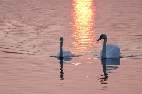 Fond d'écran Cygne 4K · animals · 3840×2561