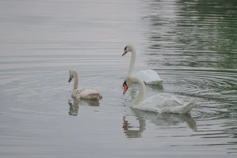 Fondo de pantalla Cisne 4K · animals · 3840×2561