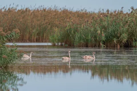 Fond d'écran Cygne 4K · animals · 3840×2560