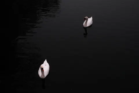 Tapeta Łabędź 4K · animals · 3840×2560