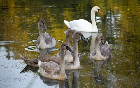 Schwan 4K Hintergrundbild · animals · 3840×2400