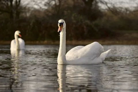 Schwan 4K Hintergrundbild · animals · 3840×2561