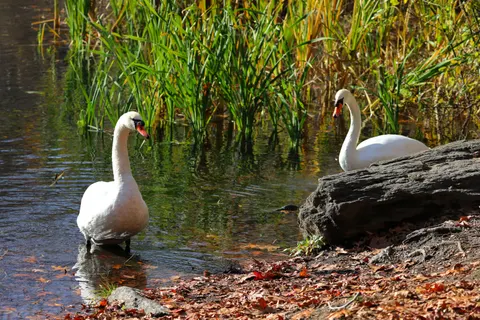 Hình nền Thiên Nga 4K · animals · 3840×2560