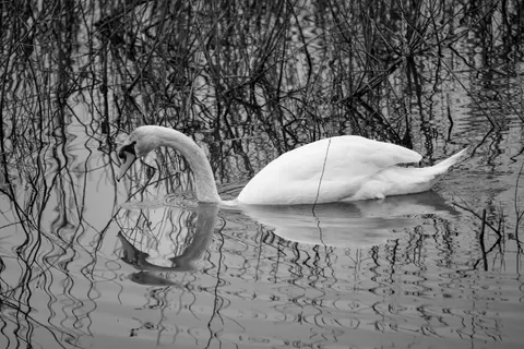 Schwan 4K Hintergrundbild · animals · 3840×2561