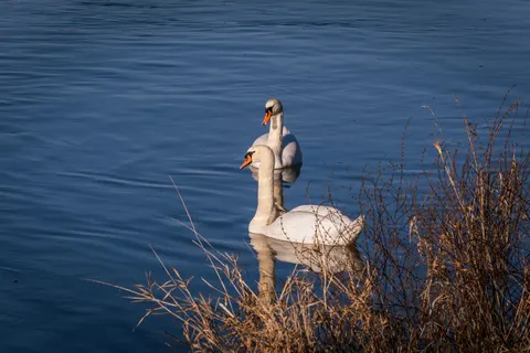Swan 4K Wallpaper · animals · 3840×2560