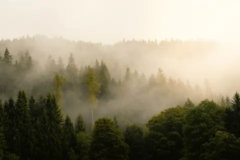 Foggy Forest 4K Wallpaper · nature · 3840×2560
