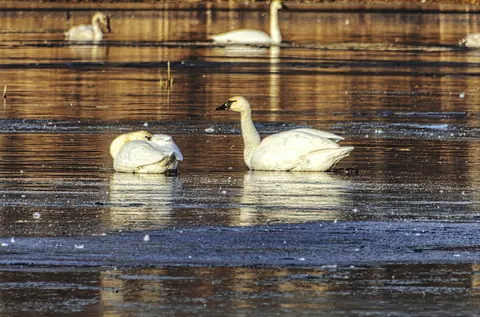 Swan 4K Wallpaper · animals · 3840×2537