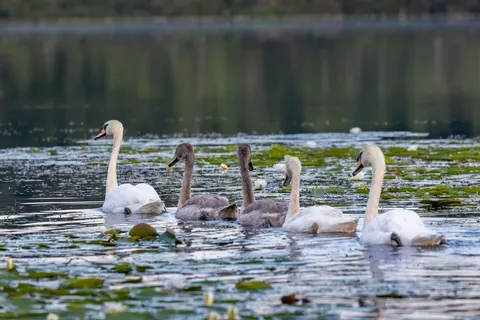 Tapeta Łabędź 4K · animals · 3840×2561