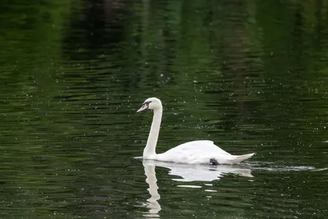 Swan 4K Wallpaper · animals · 3840×2561