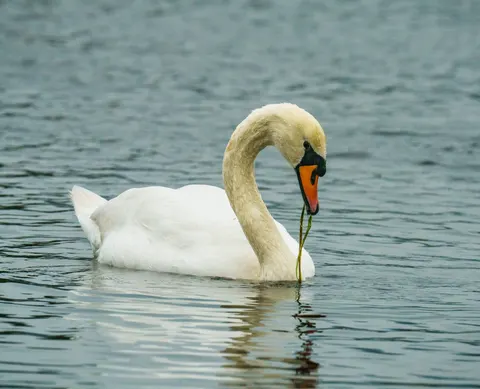 Swan 4K Wallpaper · animals · 3840×3109