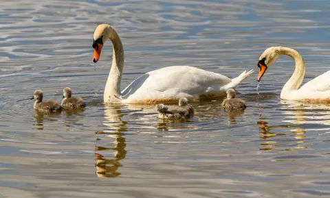 Schwan 4K Hintergrundbild · animals · 3840×2315