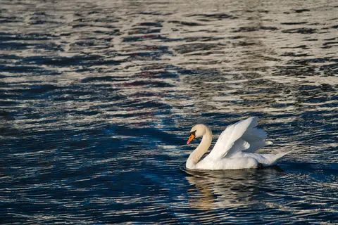 Fond d'écran Cygne 4K · animals · 3840×2561