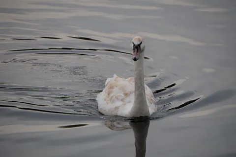 Swan 4K Wallpaper · animals · 3840×2563