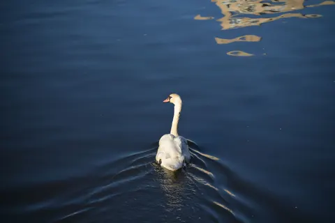 Fond d'écran Cygne 4K · animals · 3840×2560