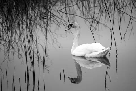 Fond d'écran Cygne 4K · animals · 3840×2561