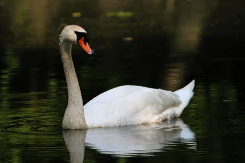 Schwan 4K Hintergrundbild · animals · 3840×2560