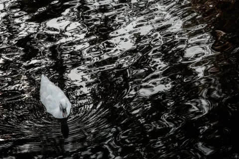 Zwaan 4K-achtergrond · animals · 3840×2560