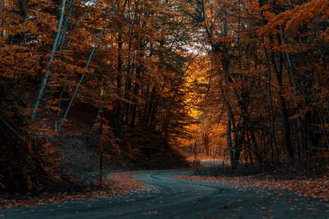 Fondo de pantalla Bosque de otoño 4K · nature · 3840×2563