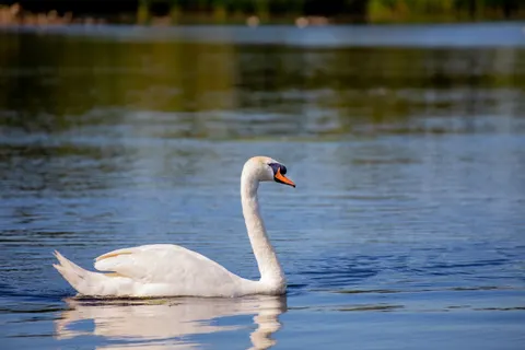 Schwan 4K Hintergrundbild · animals · 3840×2560