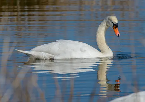 Swan 4K Wallpaper · animals · 3840×2701