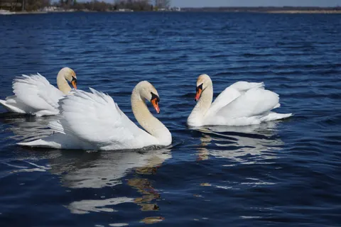 Swan 4K Wallpaper · animals · 3840×2560