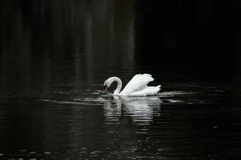 Fond d'écran Cygne 4K · animals · 3840×2553