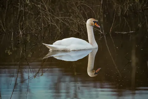 Fondo de pantalla Cisne 4K · animals · 3840×2561