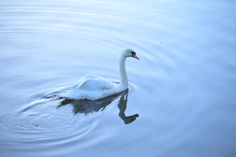 Fond d'écran Cygne 4K · animals · 3840×2560