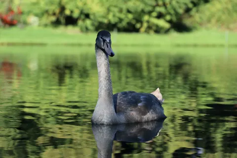 Fond d'écran Cygne 4K · animals · 3840×2560