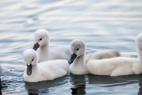 Hình nền Thiên Nga 4K · animals · 3840×2560