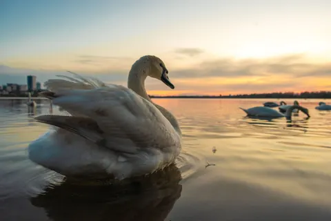 Swan 4K Wallpaper · animals · 3840×2560