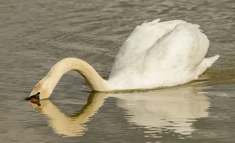 Swan 4K Wallpaper · animals · 3840×2333
