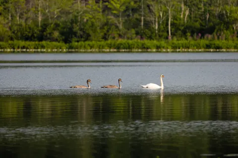Swan 4K Wallpaper · animals · 3840×2561