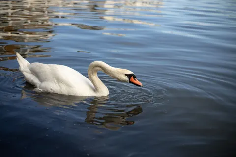Fond d'écran Cygne 4K · animals · 3840×2560