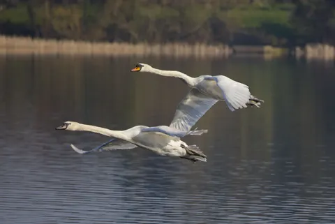 Swan 4K Wallpaper · animals · 3840×2562