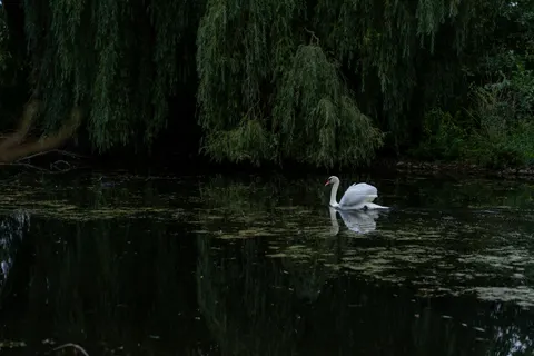 Fond d'écran Cygne 4K · animals · 3840×2560