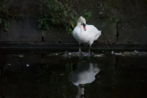 Fondo de pantalla Cisne 4K · animals · 3840×2560