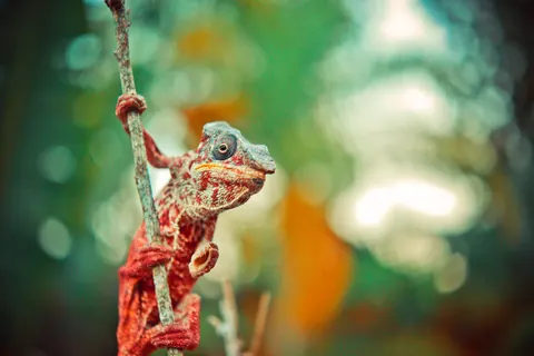 Bukalemun 4K Duvar Kağıdı · animals · 3840×2563