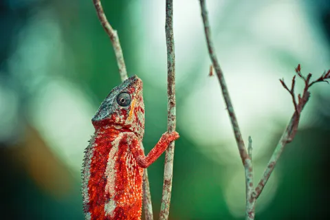 카멜레온 4K 배경화면 · animals · 3840×2563