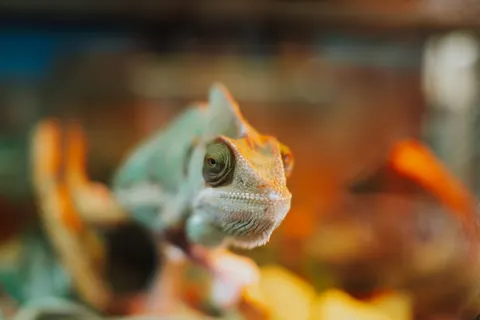 Bukalemun 4K Duvar Kağıdı · animals · 3840×2560