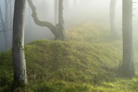 Foggy Forest 4K Wallpaper · nature · 3840×2560