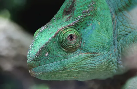 Bukalemun 4K Duvar Kağıdı · animals · 3840×2484