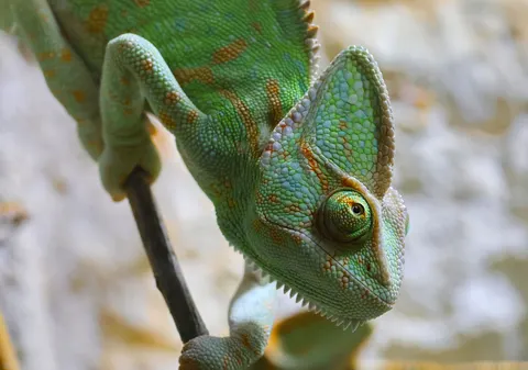Bukalemun 4K Duvar Kağıdı · animals · 3840×2696