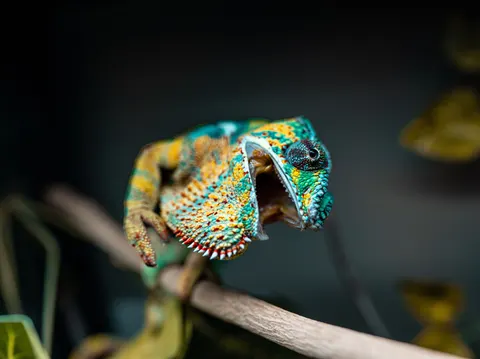 Bukalemun 4K Duvar Kağıdı · animals · 3840×2869