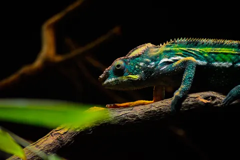 Bukalemun 4K Duvar Kağıdı · animals · 3840×2560