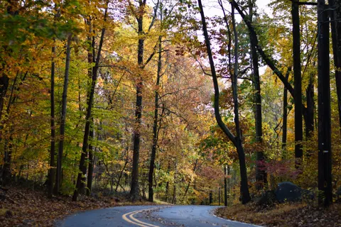 Herbstwald 4K Hintergrundbild · nature · 3840×2560