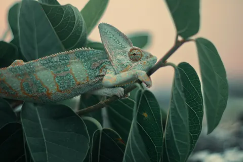 Bukalemun 4K Duvar Kağıdı · animals · 3840×2560