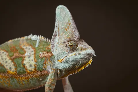 Bukalemun 4K Duvar Kağıdı · animals · 3840×2560