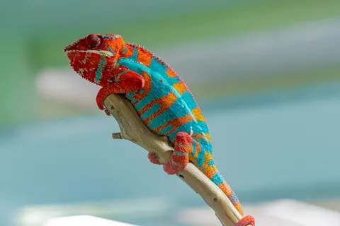 Bukalemun 4K Duvar Kağıdı · animals · 3840×2563